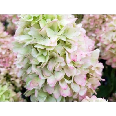 Гортензия метельчатая Литл Фрайз Гортензия метельчатая Литл Фрайз