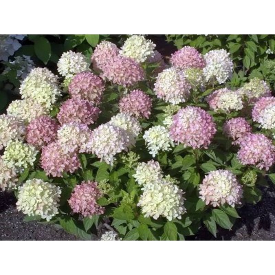 Гортензия метельчатая Литл Лайм Гортензия метельчатая Литл Лайм