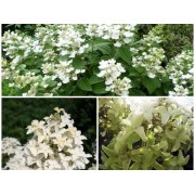 Гортензия метельчатая Мэджикал Старлайт