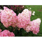 Гортензия метельчатая Мэджикал Свит Саммер