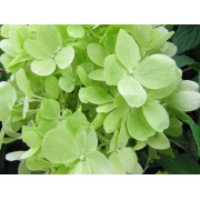 Гортензия метельчатая Моджито