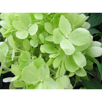 Гортензия метельчатая Моджито Гортензия метельчатая Моджито