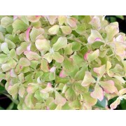 Гортензия метельчатая Перл де Фестиваль - Жемчужина Фестиваля