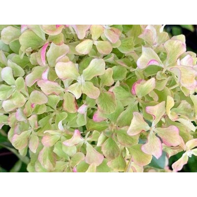 Гортензия метельчатая Перл де Фестиваль - Жемчужина Фестиваля Гортензия метельчатая Перл де Фестиваль - Жемчужина Фестиваля