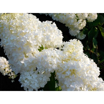 Гортензия метельчатая Фантом Гортензия метельчатая Фантом