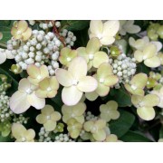 Гортензия метельчатая Поулстар