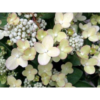 Гортензия метельчатая Поулстар Гортензия метельчатая Поулстар