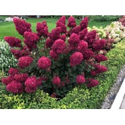 Гортензия метельчатая Ренсам - Самарская Лидия