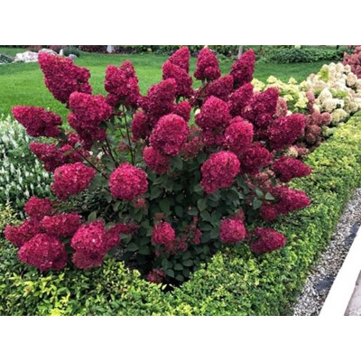 Гортензия метельчатая Ренсам - Самарская Лидия Гортензия метельчатая Ренсам - Самарская Лидия