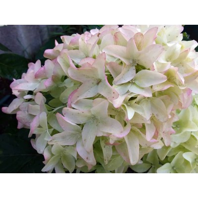 Гортензия метельчатая Скайфолл - Френне Гортензия метельчатая Скайфолл - Френне