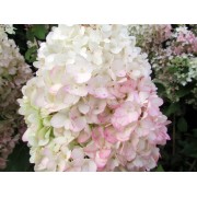 Гортензия метельчатая Строберри Блоссом