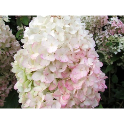 Гортензия метельчатая Строберри Блоссом Гортензия метельчатая Строберри Блоссом