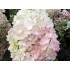 Гортензия метельчатая Строберри Блоссом Гортензия метельчатая Строберри Блоссом