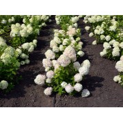 Гортензия метельчатая Шугар Раш