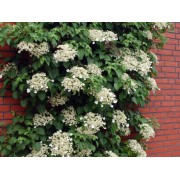 Гортензия черешковая