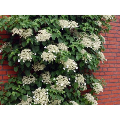 Гортензия черешковая Гортензия черешковая