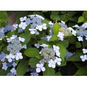 Гортензия пильчатая Блюбёрд