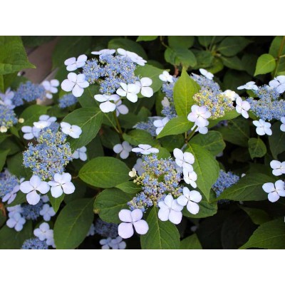 Гортензия пильчатая Блюбёрд Гортензия пильчатая Блюбёрд