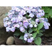 Гортензия пильчатая Вирл