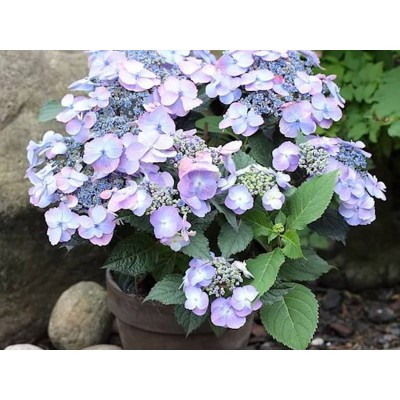 Гортензия пильчатая Вирл Гортензия пильчатая Вирл