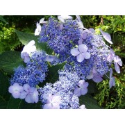 Гортензия пильчатая Вирл