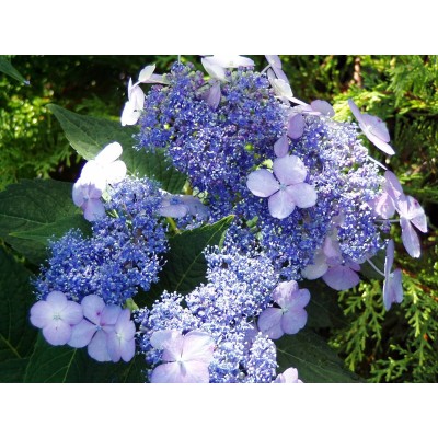 Гортензия пильчатая Вирл Гортензия пильчатая Вирл