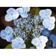 Гортензия пильчатая Вирл