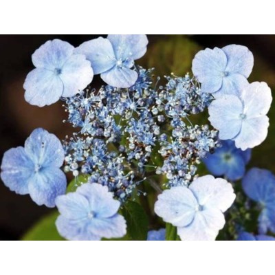 Гортензия пильчатая Вирл Гортензия пильчатая Вирл