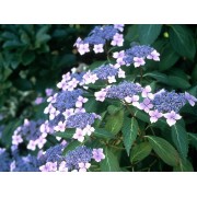 Гортензия пильчатая Блюбёрд