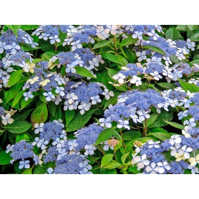 Гортензия пильчатая Вирл Гортензия пильчатая Вирл