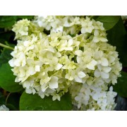 Гортензия древовидная Стерилис