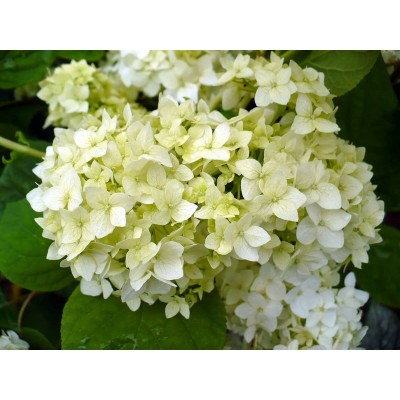 Гортензия древовидная Стерилис Гортензия древовидная Стерилис