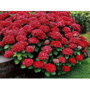 Гортензия крупнолистная Ред Сенсейшен