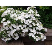 Гортензия гибридная Белоснежка - Невеста - Сбежавшая невеста