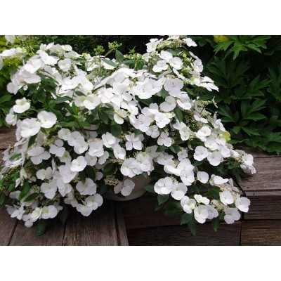Гортензия гибридная Белоснежка - Невеста - Сбежавшая невеста Гортензия гибридная Белоснежка - Невеста - Сбежавшая невеста