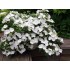 Гортензия гибридная Белоснежка - Невеста - Сбежавшая невеста Гортензия гибридная Белоснежка - Невеста - Сбежавшая невеста