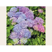 Гортензия крупнолистная Товелит