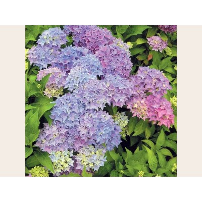 Гортензия крупнолистная Товелит Гортензия крупнолистная Товелит