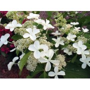 Гортензия метельчатая Левана