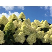 Гортензия метельчатая Лаймлайт