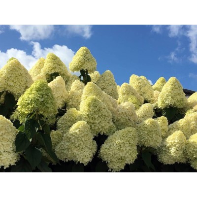 Гортензия метельчатая Лаймлайт Гортензия метельчатая Лаймлайт