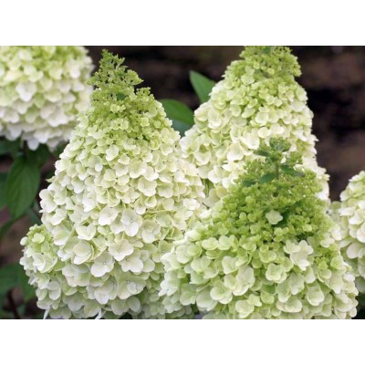 Гортензия метельчатая Моджито Гортензия метельчатая Моджито