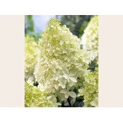 Гортензия метельчатая Фантом