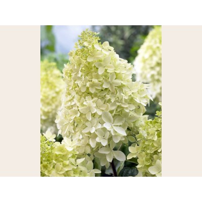 Гортензия метельчатая Фантом Гортензия метельчатая Фантом