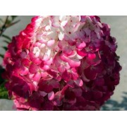 Гортензия метельчатая Ренсам - Самарская Лидия