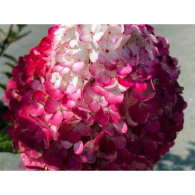 Гортензия метельчатая Ренсам - Самарская Лидия Гортензия метельчатая Ренсам - Самарская Лидия