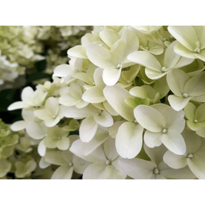 Гортензия метельчатая Скайфолл - Френне Гортензия метельчатая Скайфолл - Френне