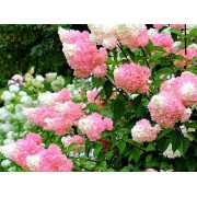 Гортензия метельчатая Строберри Блоссом