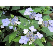 Гортензия пильчатая Блюбёрд