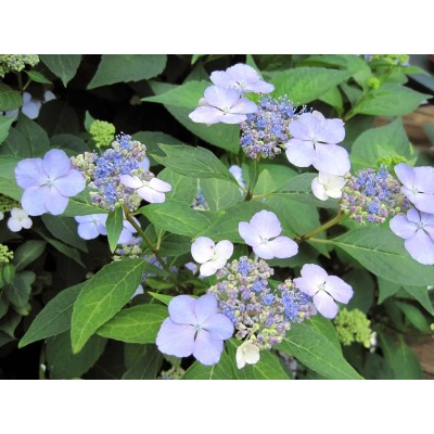 Гортензия пильчатая Блюбёрд Гортензия пильчатая Блюбёрд